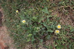Sonchus oleraceus